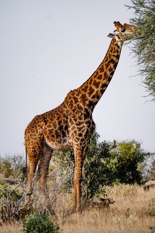 Foto d'estoc gratuïta de coll llarg, fotografia d'animals, girafa
