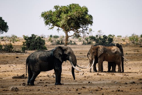 Elephants on a Land 