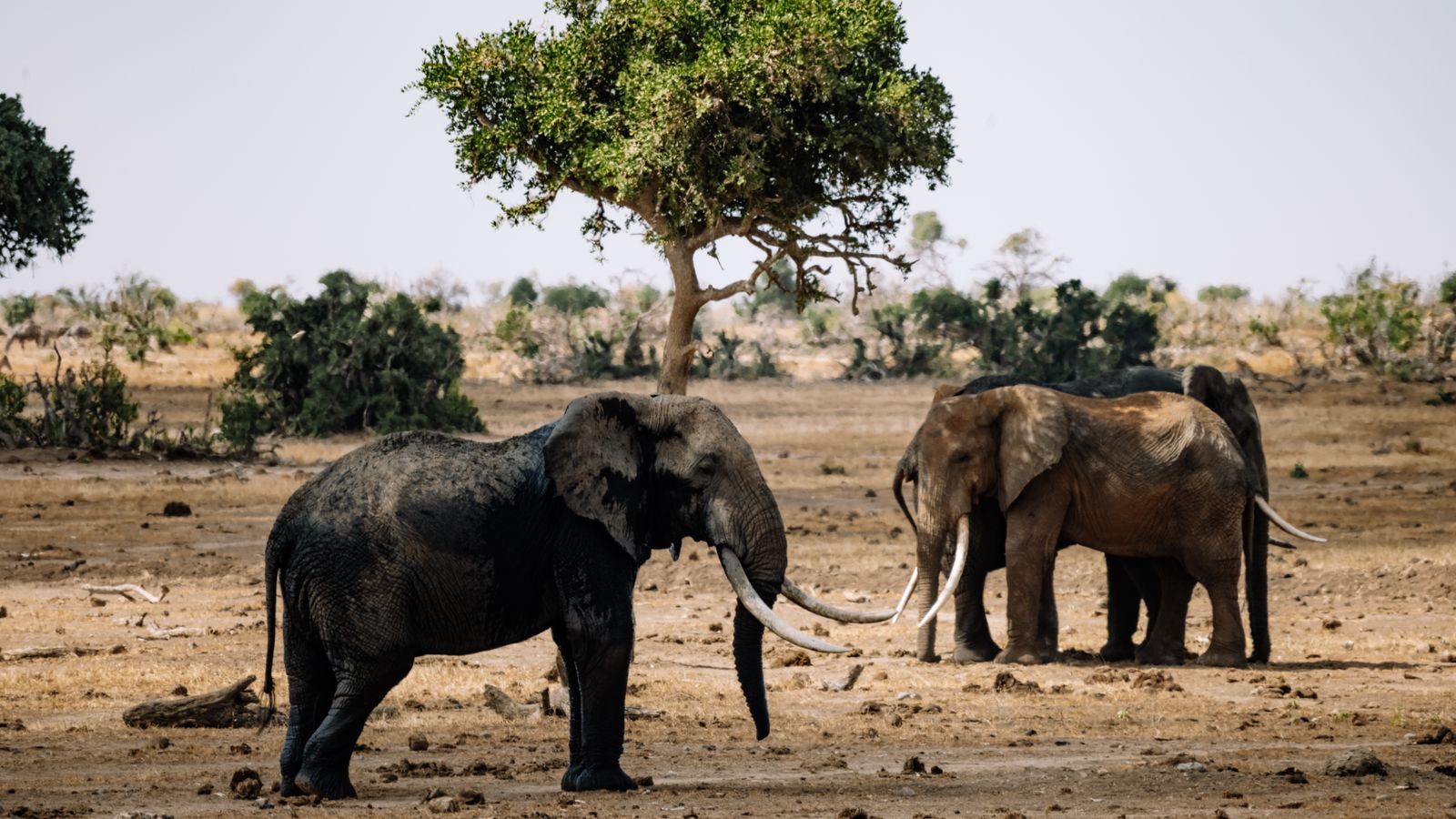 Elephants on a land, Burkina Faso