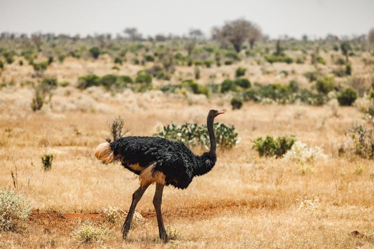 Somali Ostrich Walking On A Grass Field