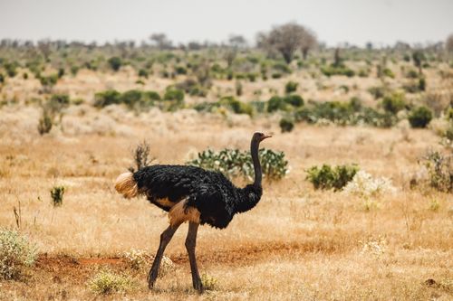 Free A Somali ostrich walking through an open field in its natural habitat. Stock Photo