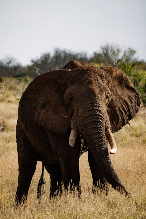 An African Elephant Walking on a Grass Field