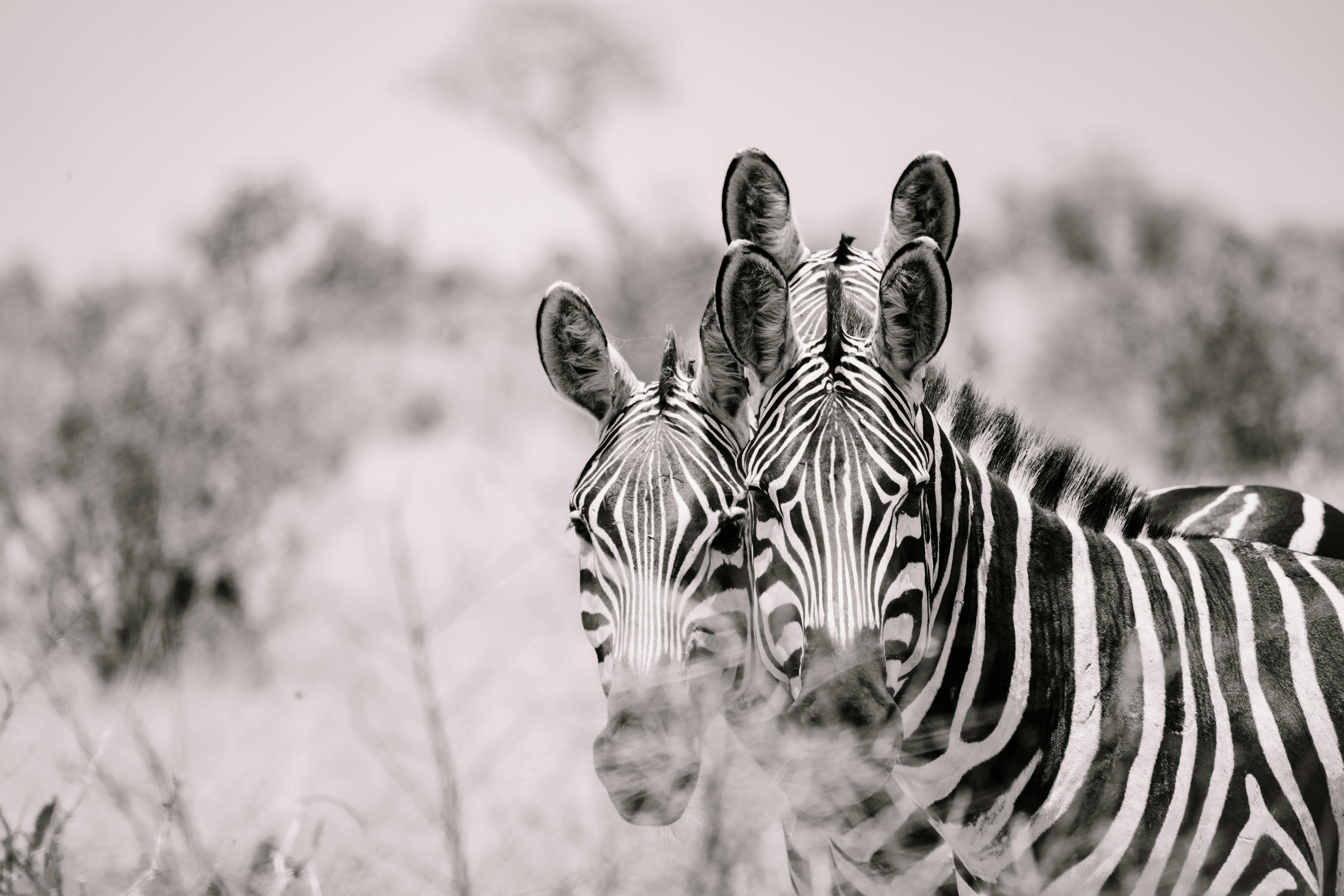 Wildlife Photographers Photos, Download The BEST Free Wildlife Photographers  Stock Photos & HD Images