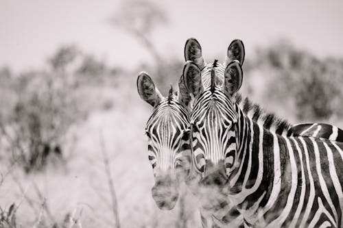 Základová fotografie zdarma na téma černý a bílý, divočina, jednobarevný