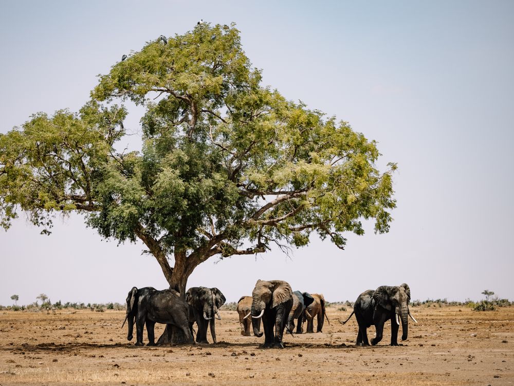 African elephants crossing the savanna at golden hour in Kenya