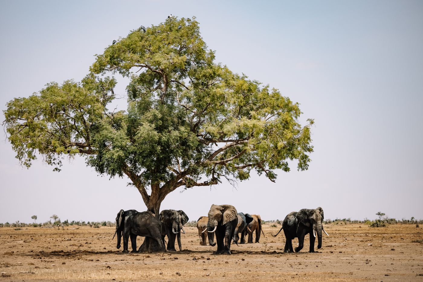 A herd of African elephants gathered under a tree on parched, brown dry-season grassland