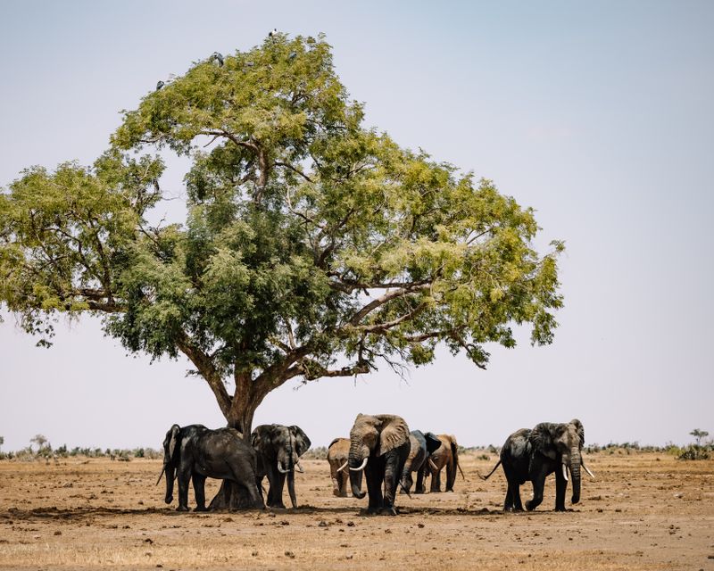 African wildlife in a protected landscape, illustrating conservation around Aberdare National Park