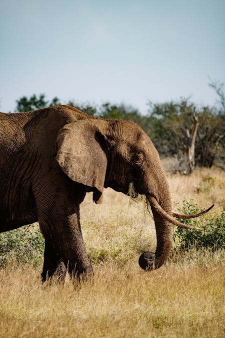 Can ivory be taken without killing the elephant?