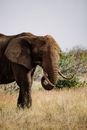 Brown Elephant on Green Grass Field