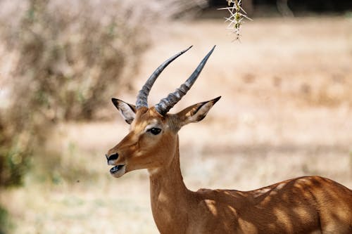 Shot of Impala