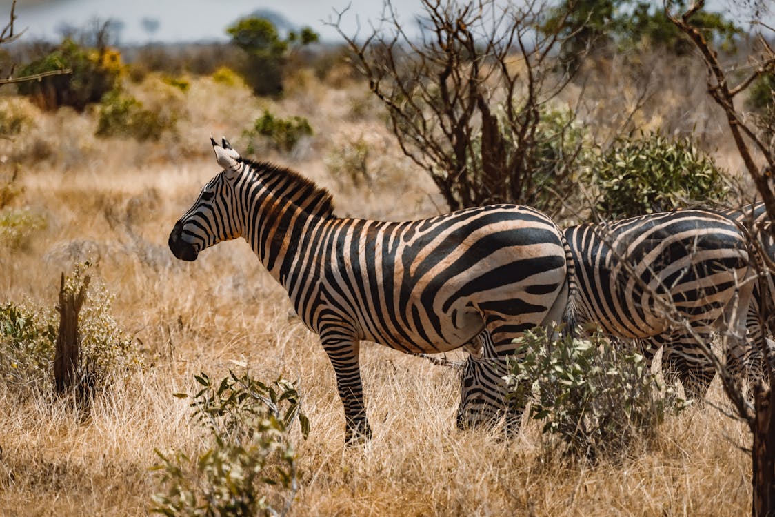 Free Zebras on a Grass Field Stock Photo
