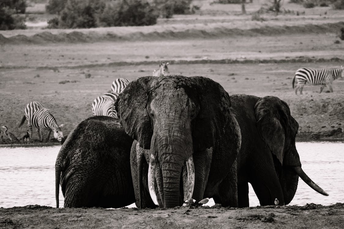 Free Grayscale Photo of Elephants on River Stock Photo