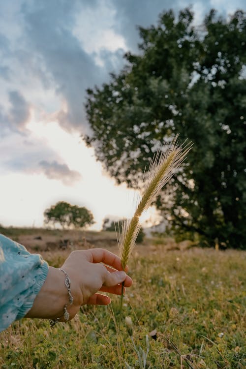 Immagine gratuita di cereale, erba, gambo