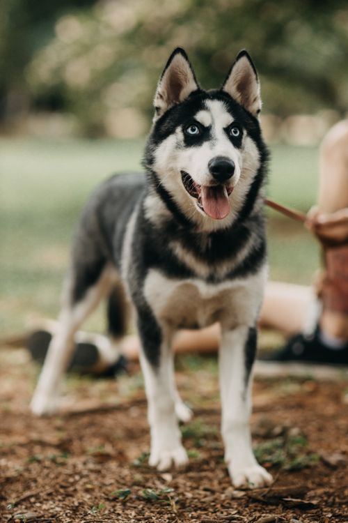 Free A playful Siberian Husky with striking blue eyes standing in a park, showcasing joy and energy. Stock Photo