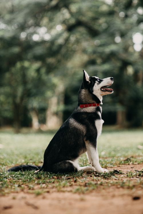 Free A Siberian Husky dog sitting patiently in a lush green park, looking attentive and playful. Stock Photo