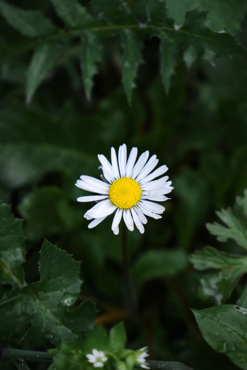 Free A beautifully detailed capture of a white daisy in a lush green setting, showcasing natural beauty. Stock Photo