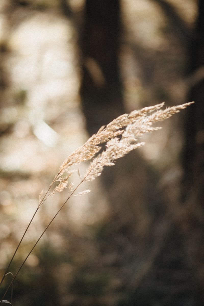 Golden grass blades in warm sunlight -- photo by Yuliia Tretynychenko on Pexels