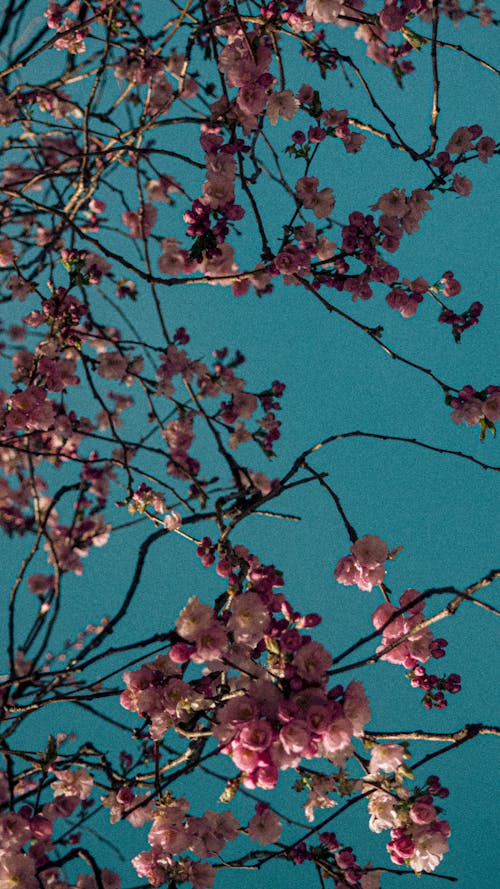 Free stock photo of cherry blossom Stock Photo