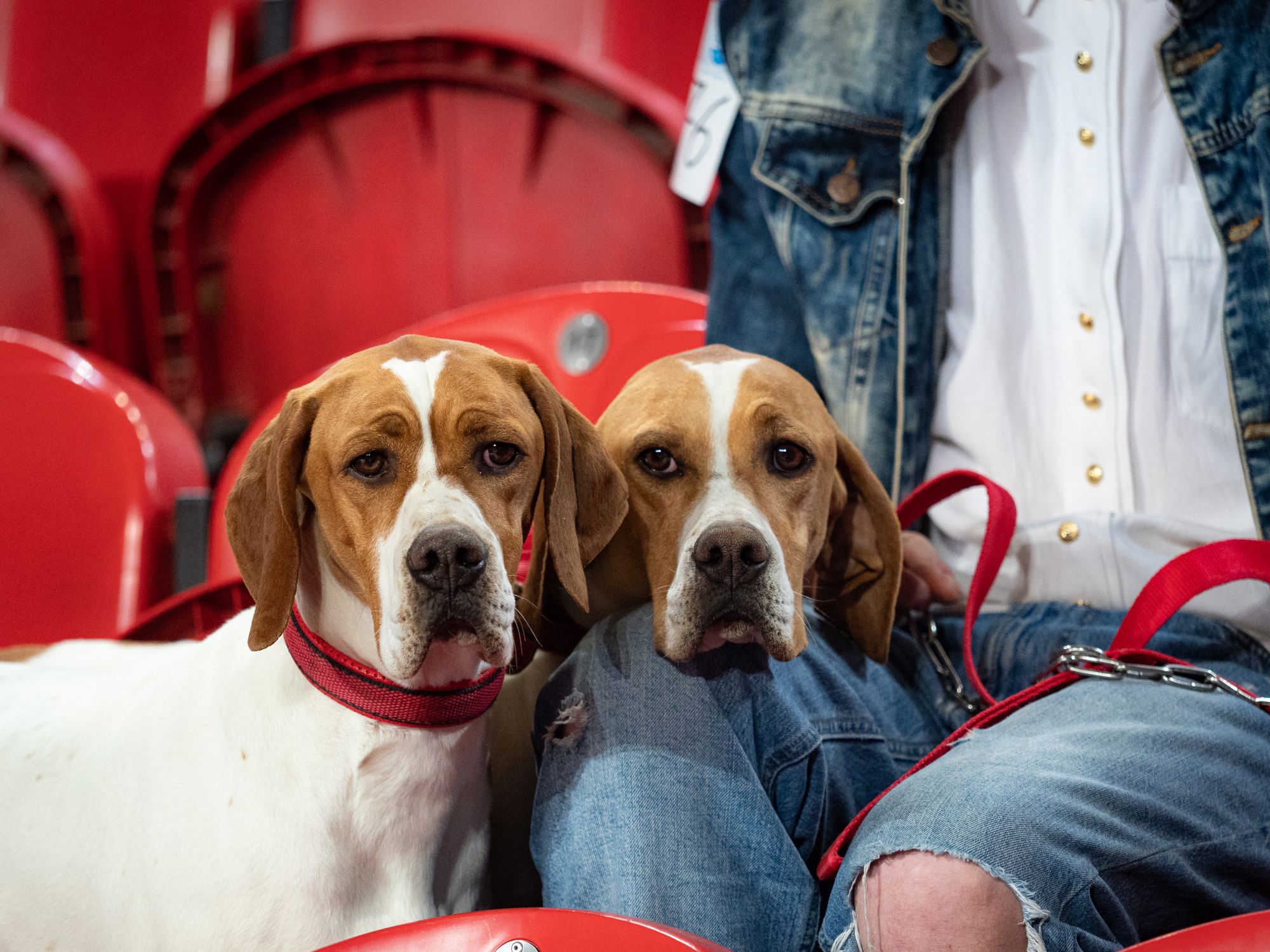 Two American Foxhound dogs sitting with a person in denim jacket on red stadium chairs.