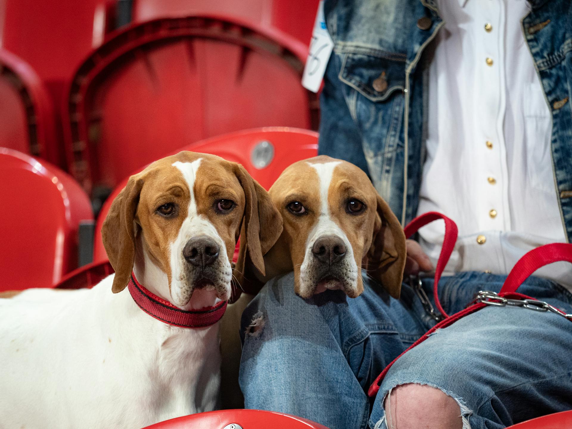 Dogs Beside Person Sitting