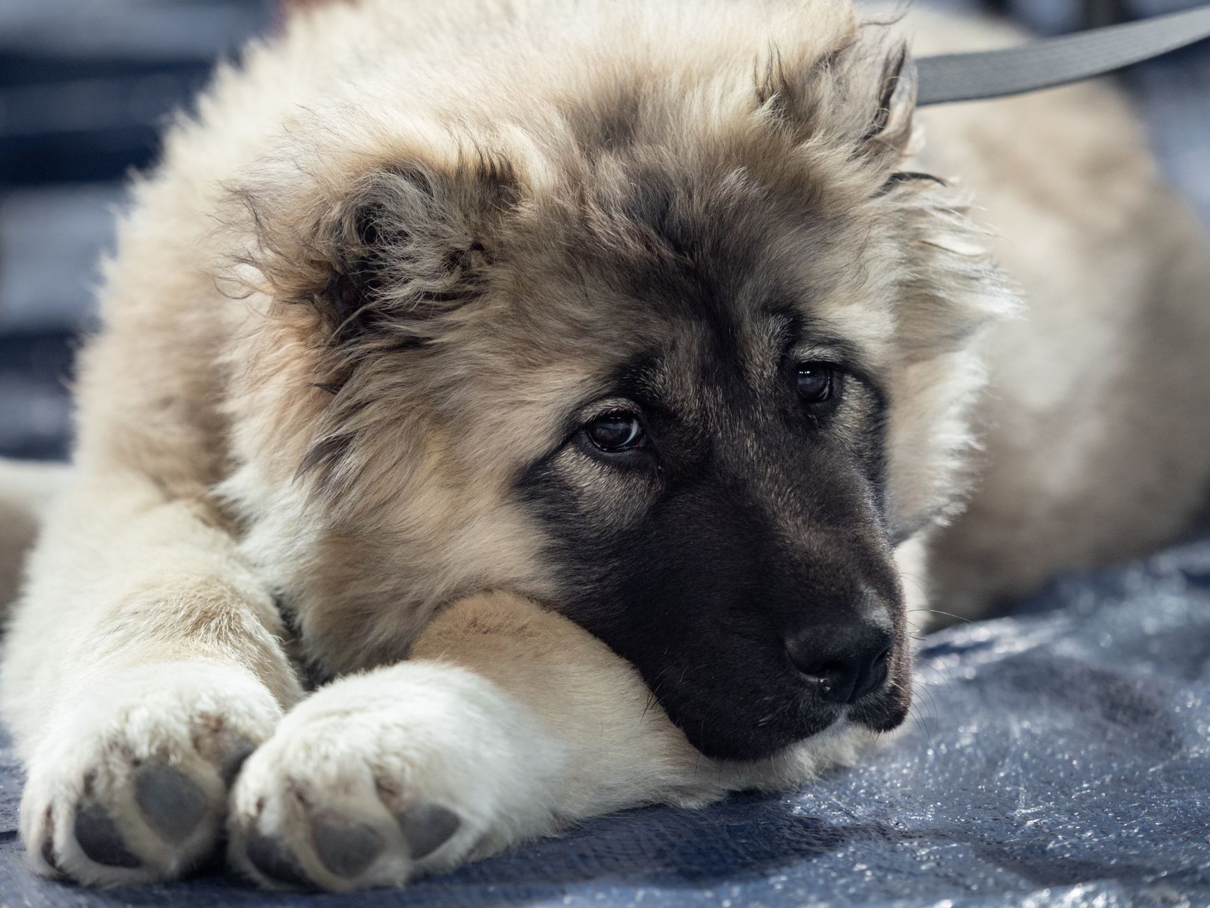 Caucasian Shepherd Dog