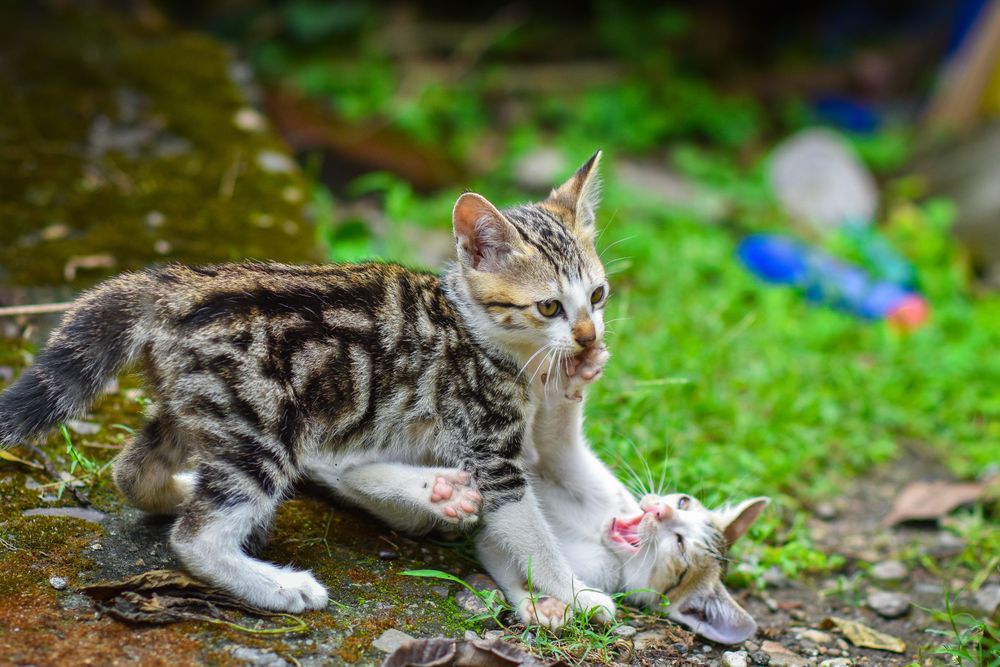 Two kittens actively playing together on grass