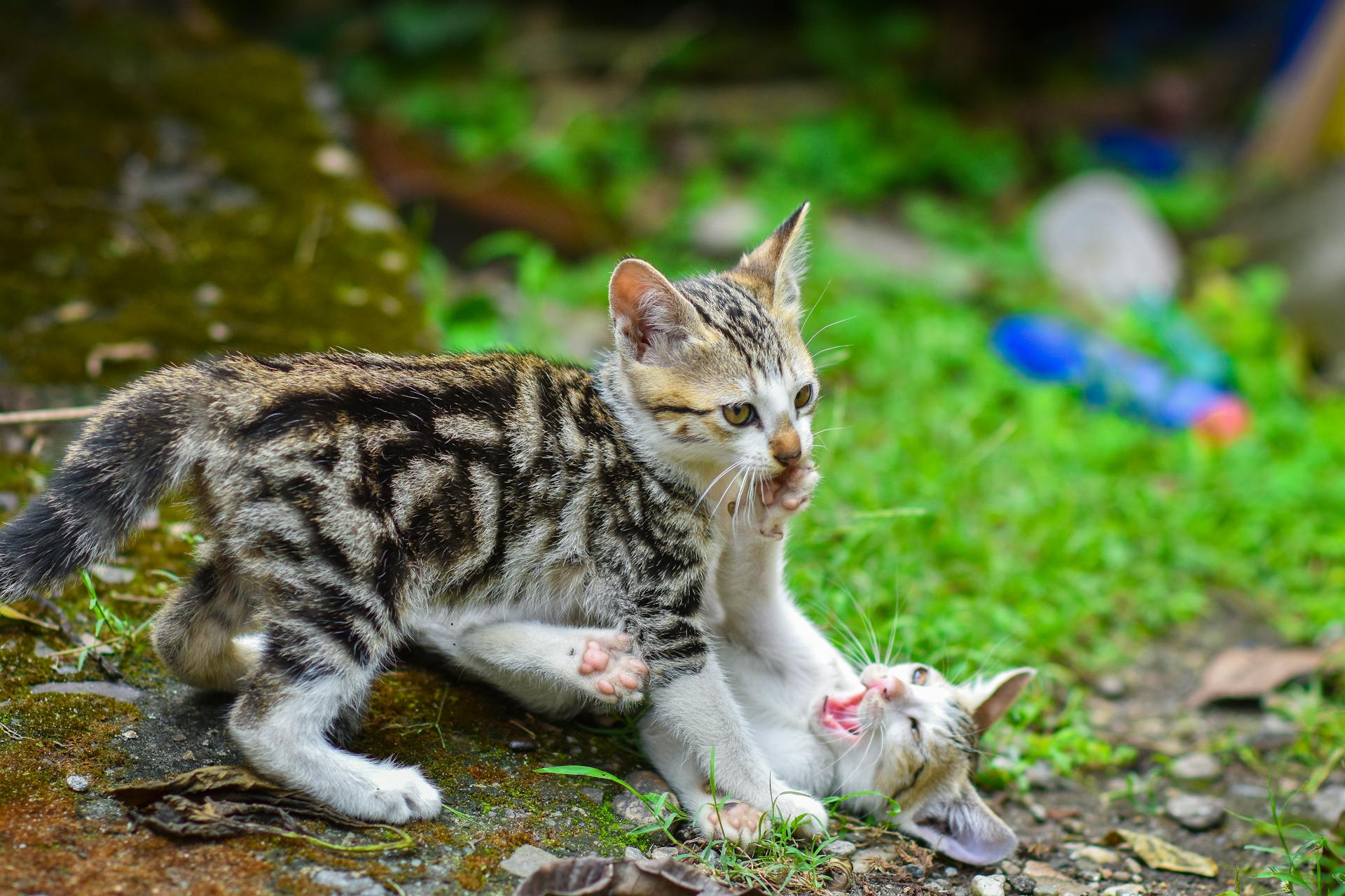 Cats Fighting Together