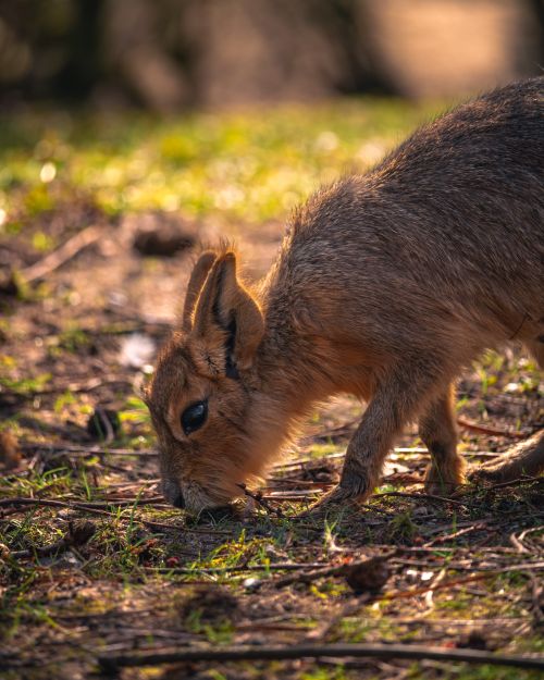 Free A detailed side view of a mara grazing on the grass during daylight in a natural setting. Stock Photo