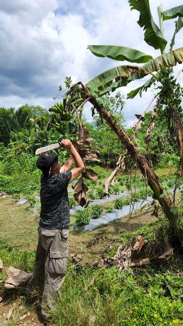 Photo by Antonius Natan A man using a machete to harvest bananas in a lush outdoor plantation setting.