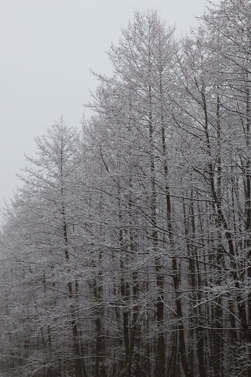 Kostnadsfri bild av bladlösa, grenar, naken