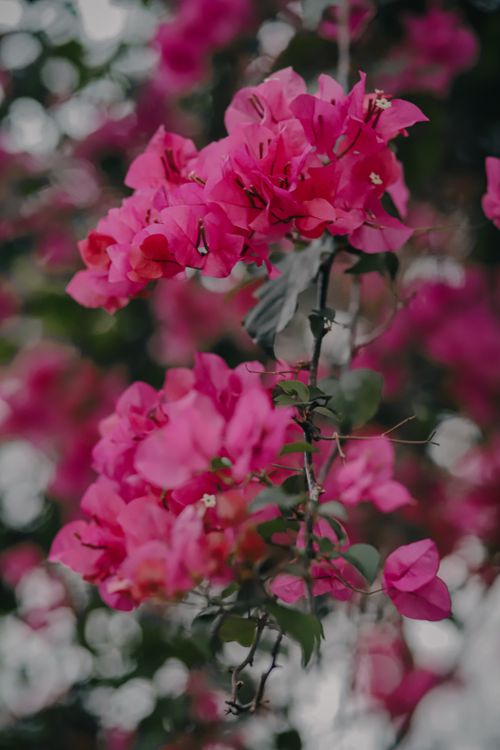 Free Close-up of vibrant pink bougainvillea flowers blooming outdoors in India. Stock Photo
