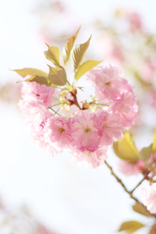 Pink Cherry Blossom Flowers in Bloom