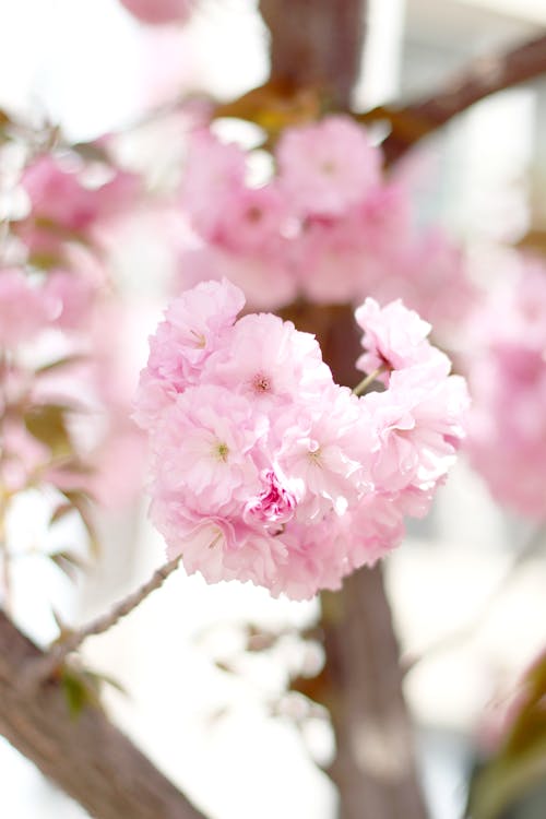 Fotobanka s bezplatnými fotkami na tému čerešňové kvety, krásny, kvet ovocného stromu