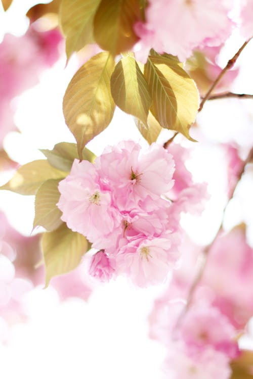 Free Dreamy Pink Cherry Blossoms in Close-up Photography  Stock Photo