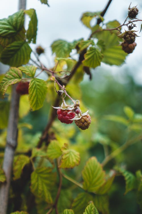 Free stock photo of bio, ecological, garden