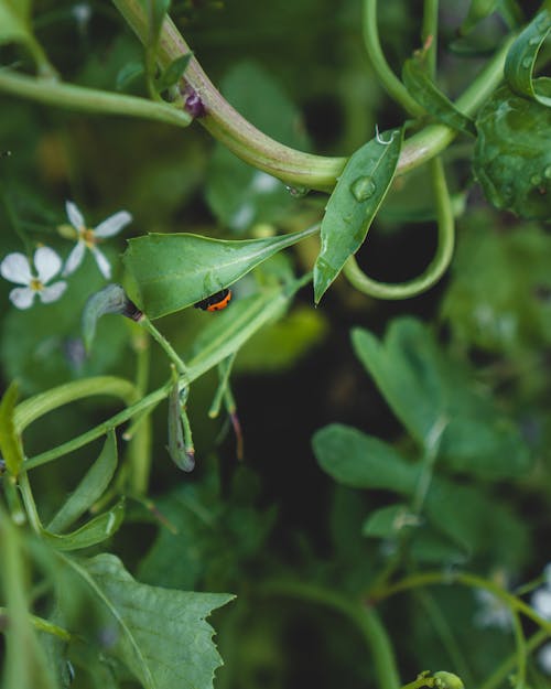 Free stock photo of bug, garden, gardening
