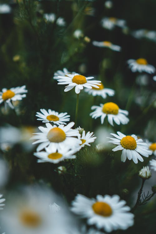 White Chamomile Flowers in Bloom