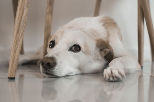 Perro tranquilo y relajado en casa