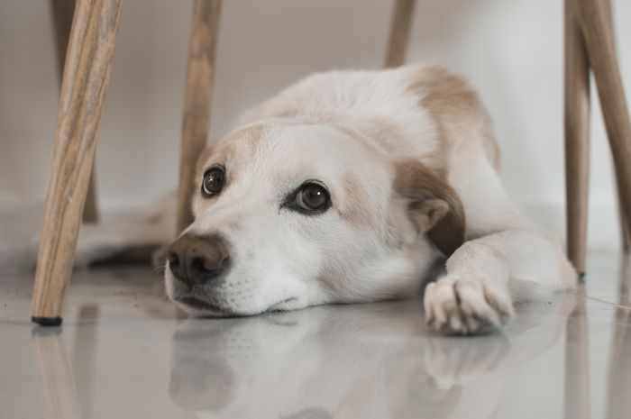 Perro completamente relajado y tranquilo en casa