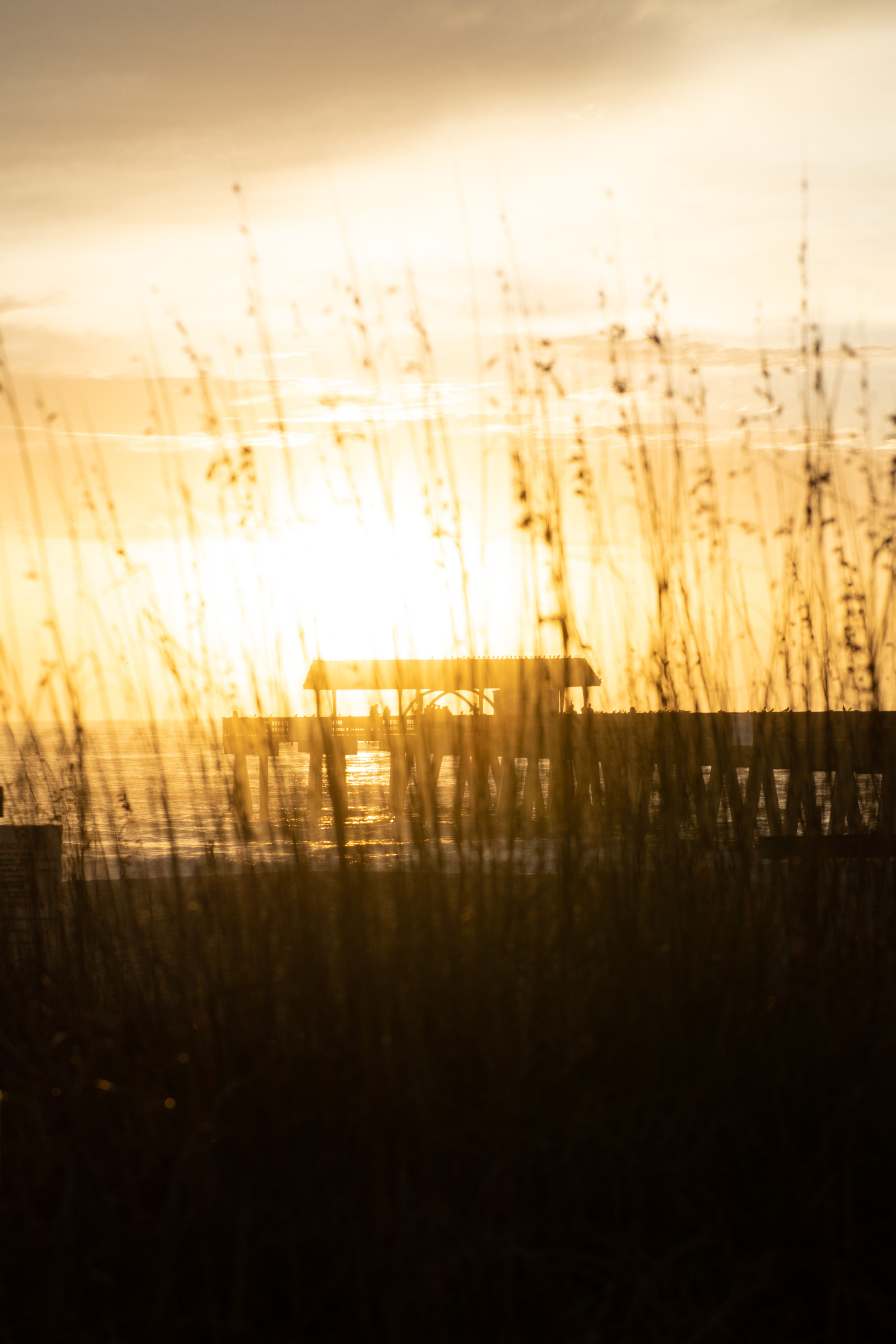 Grass During Golden Hour · Free Stock Photo
