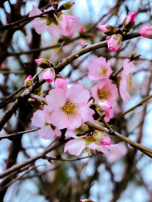 Free Close-up of stunning pink cherry blossoms showcasing delicate petals and vibrant buds. Stock Photo