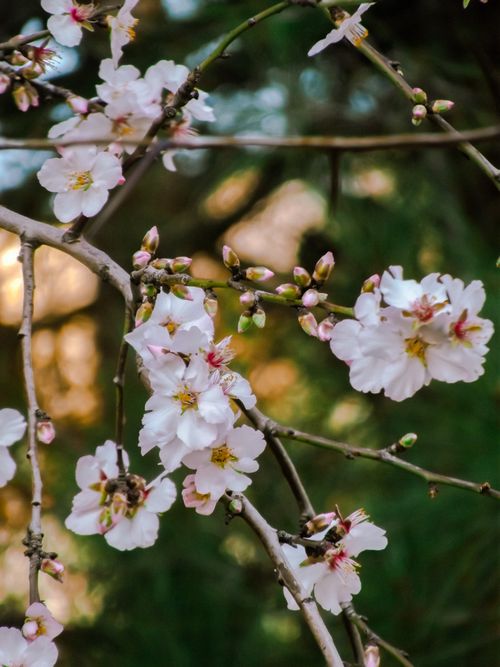 Free Close-up of cherry blossom flowers blooming on a branch during springtime, showcasing nature's beauty. Stock Photo