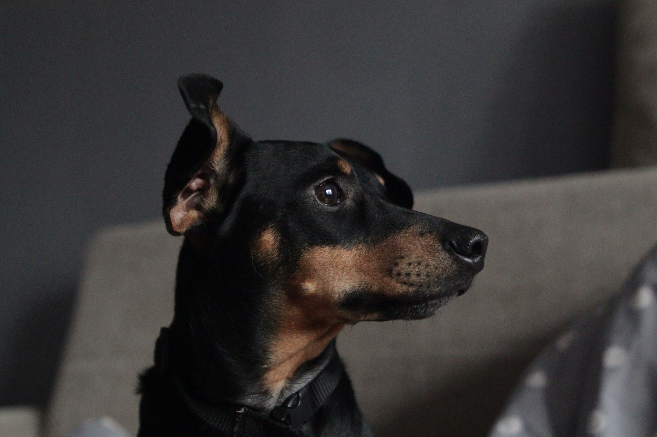 Close-up Photo of a Miniature Pinscher · Free Stock Photo