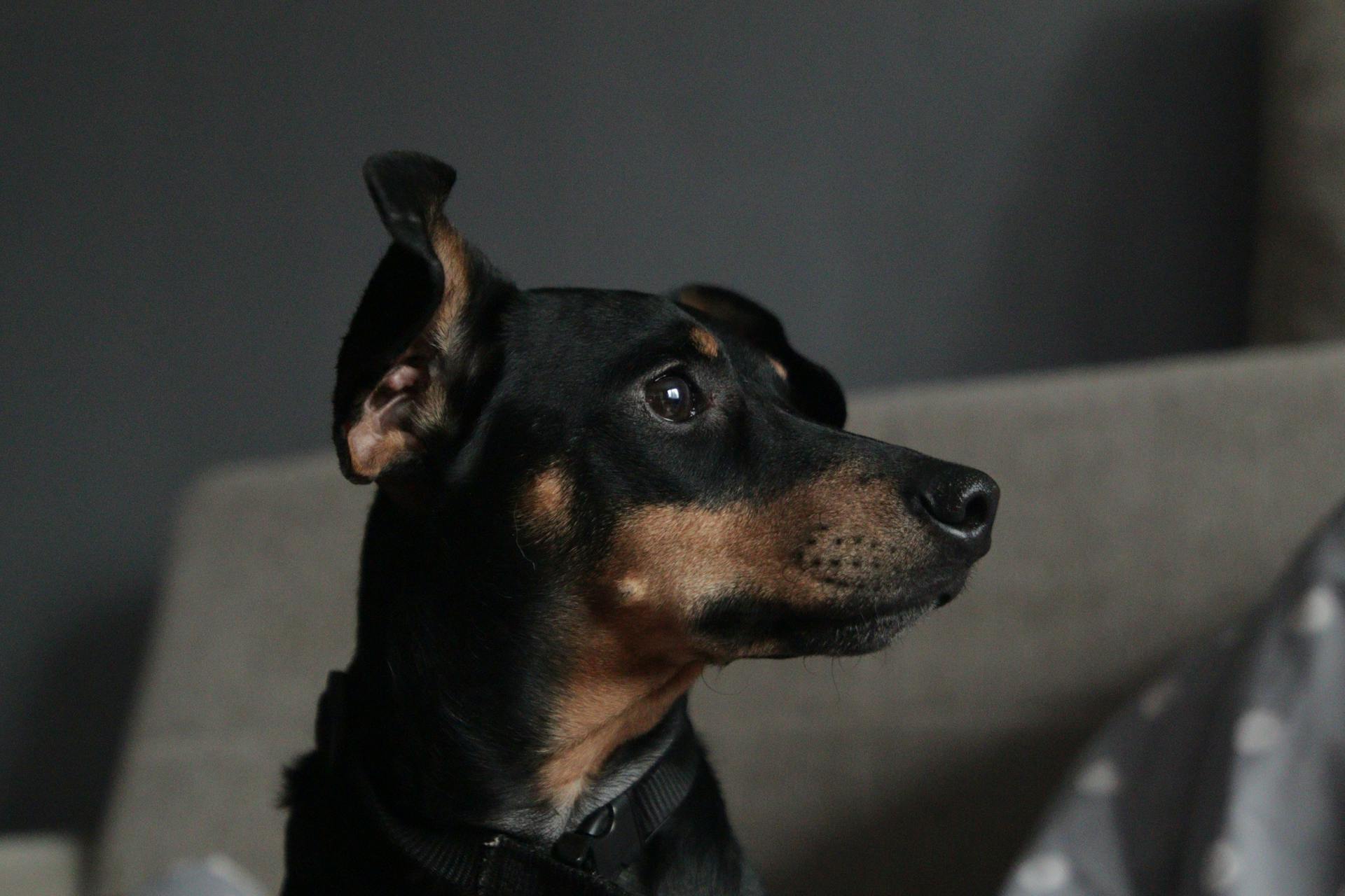 Närbilde av en miniatyrpinscher