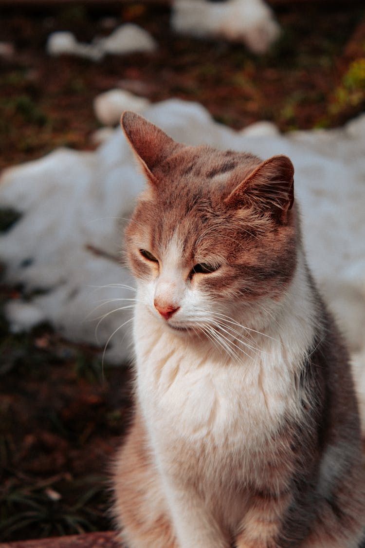 Portrait Of An Aegean Cat Outdoors