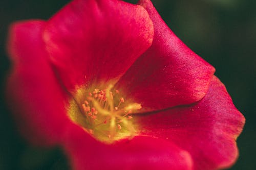 Free Moss-rose Purslane Flower  Stock Photo