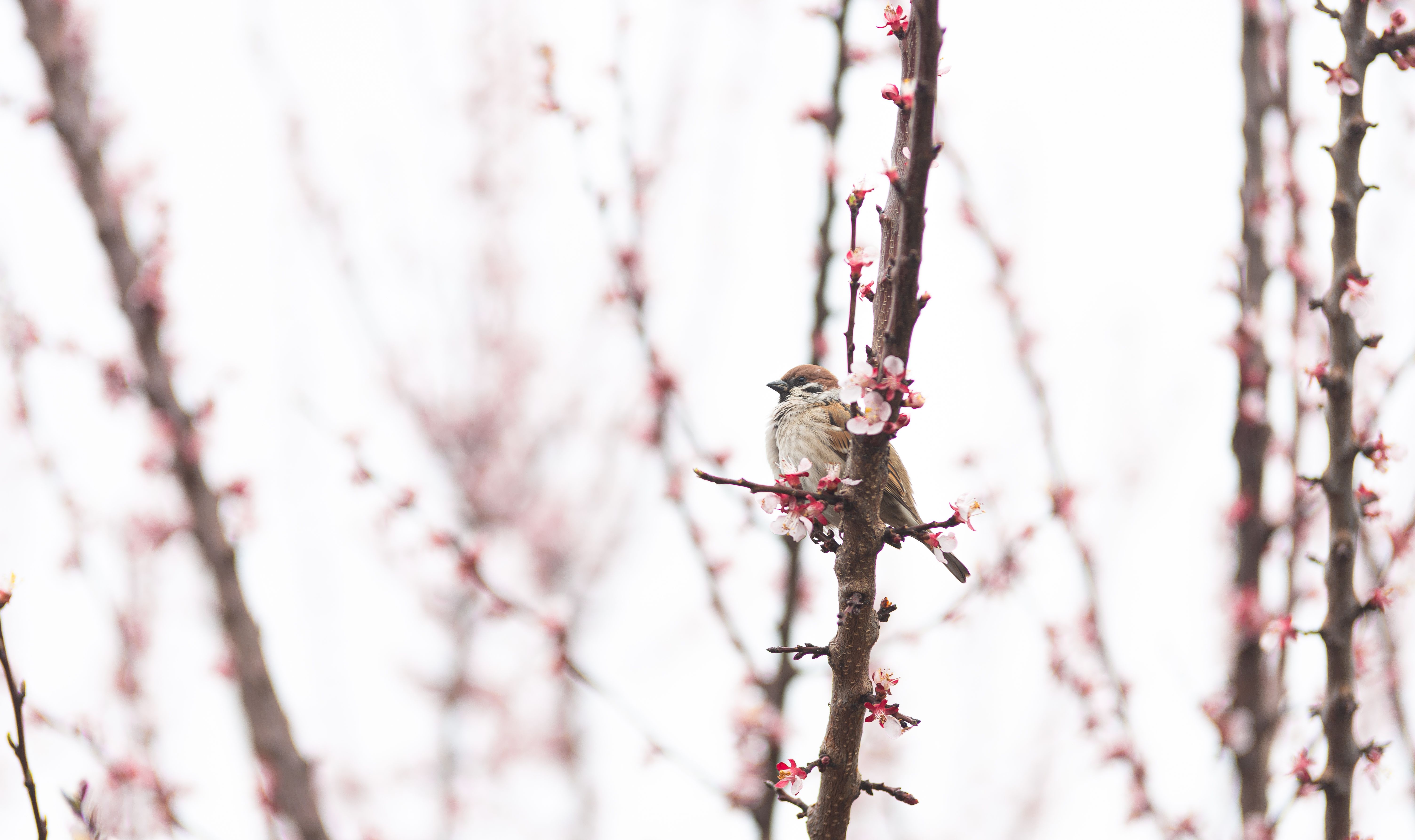Photo of a Perched Bird · Free Stock Photo