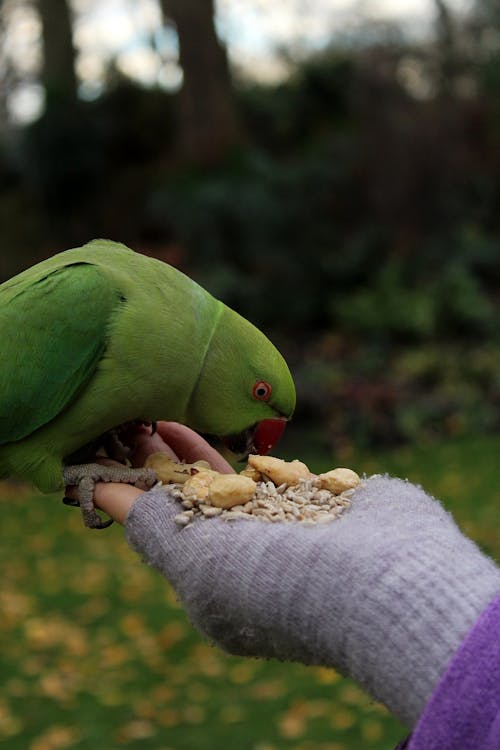 A Parrot Eating on a Person's Hand