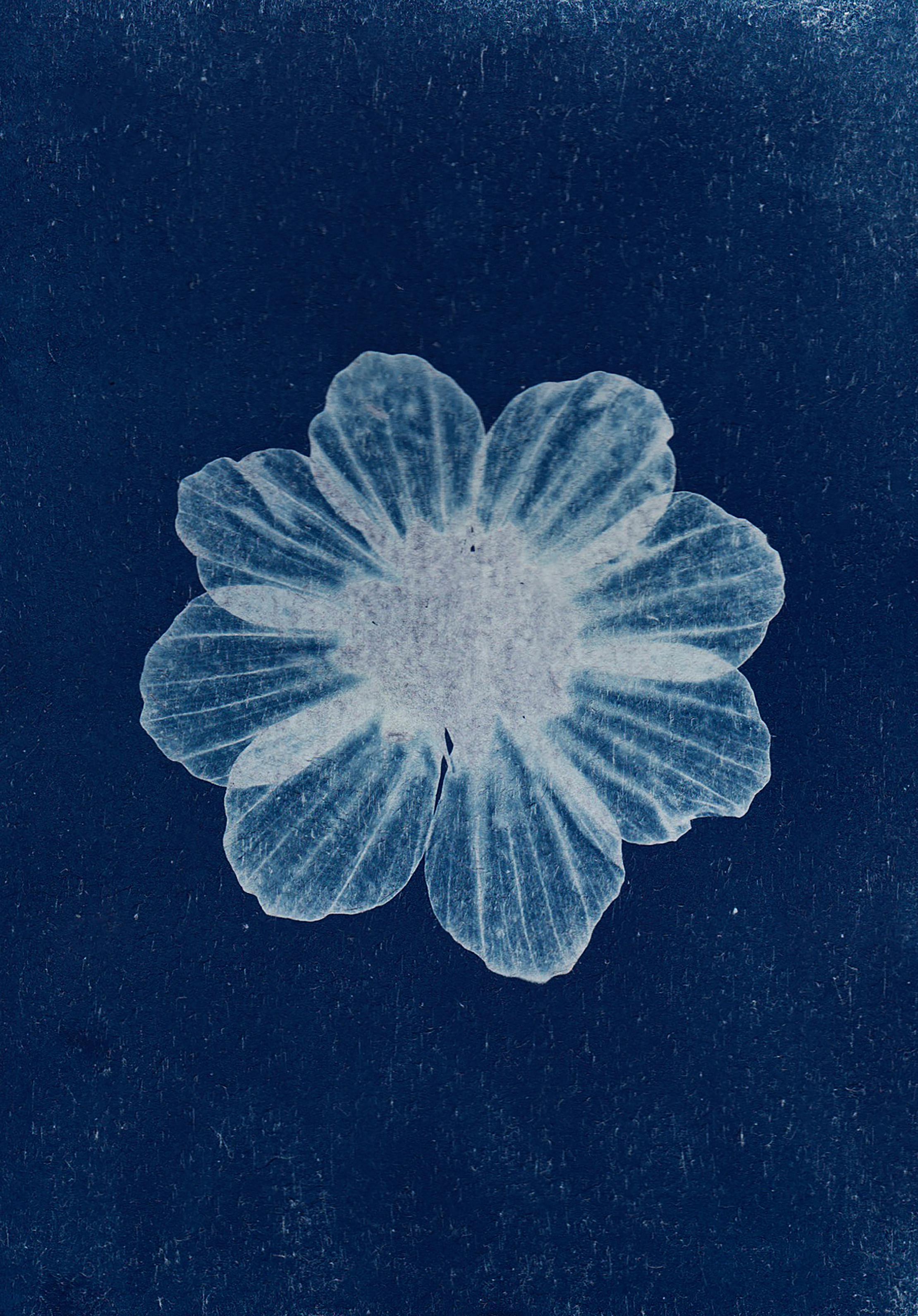 cyanotype photography of a flower head