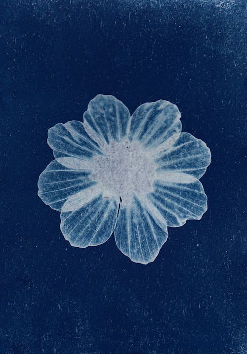 Cyanotype Photography of a Flower Head